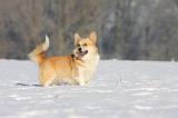 CORGI PEMBROKE 915